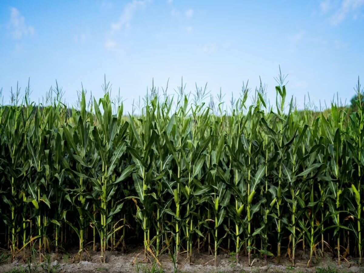 किसानों को सब्सिडी पर मक्के के हाइब्रिड बीज देगी सरकार, गेहूं की इन पारंपरिक खेती को मिलेगा बढ़ावा