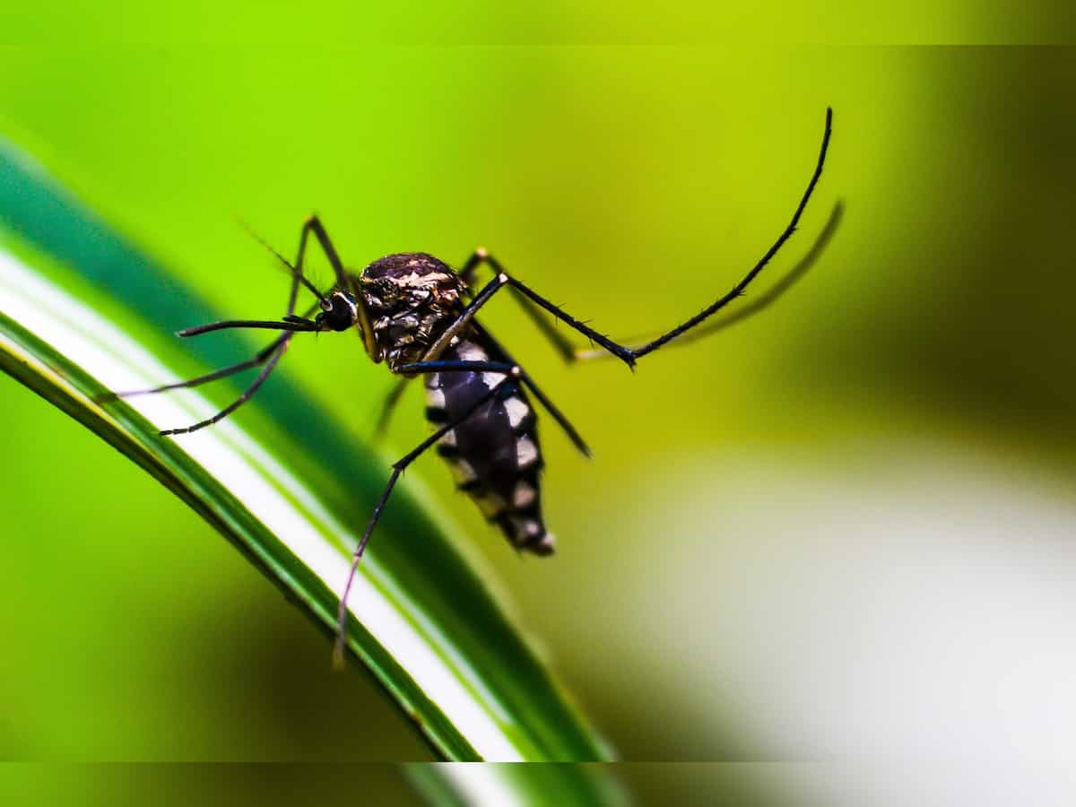 यूपी में डेंगू के मामले 1,700 के पार,  24 घंटों में 37 मरीज आए सामने, इन इलाकों से आ रहे ज्यादा मरीज