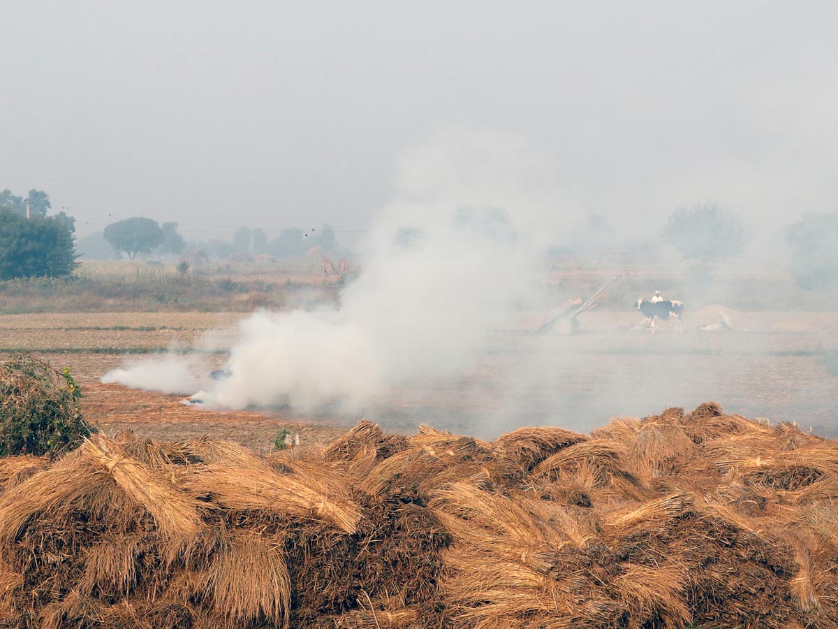 पंजाब-हरियाणा में पिछले वर्ष की तुलना में पराली जलाने के मामलों में आई कमी पंजाब-हरियाणा में पिछले वर्ष की तुलना में पराली जलाने के मामलों में आई कमी