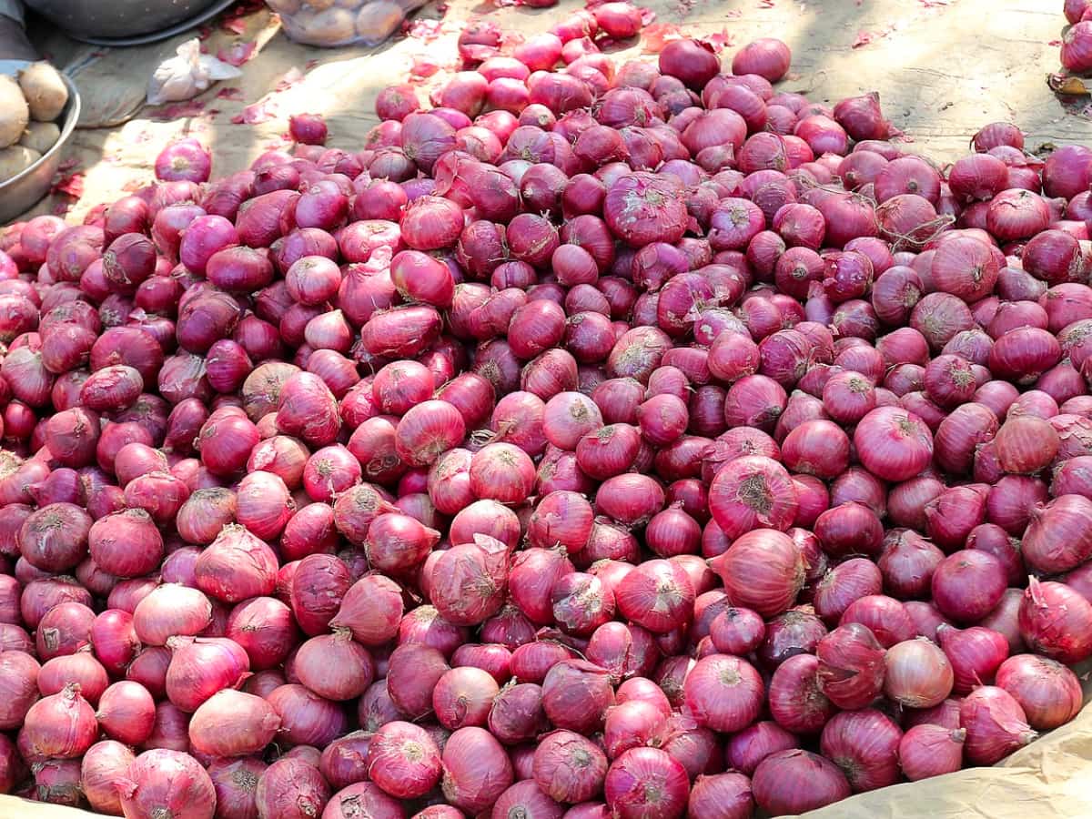 Onion Price Today: महंगा प्याज सस्ते में... मात्र ₹25/किलो के भाव पर खरीदें, जानें आपके शहर में किस लोकेशन पर मिलेगा?