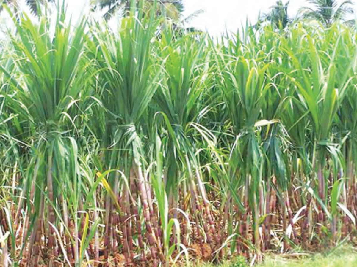 खरपतवार से कम हो जाती है गन्ने की उपज, इस विधि से पाएं नियंत्रण बढ़ जाएगा उत्पादन