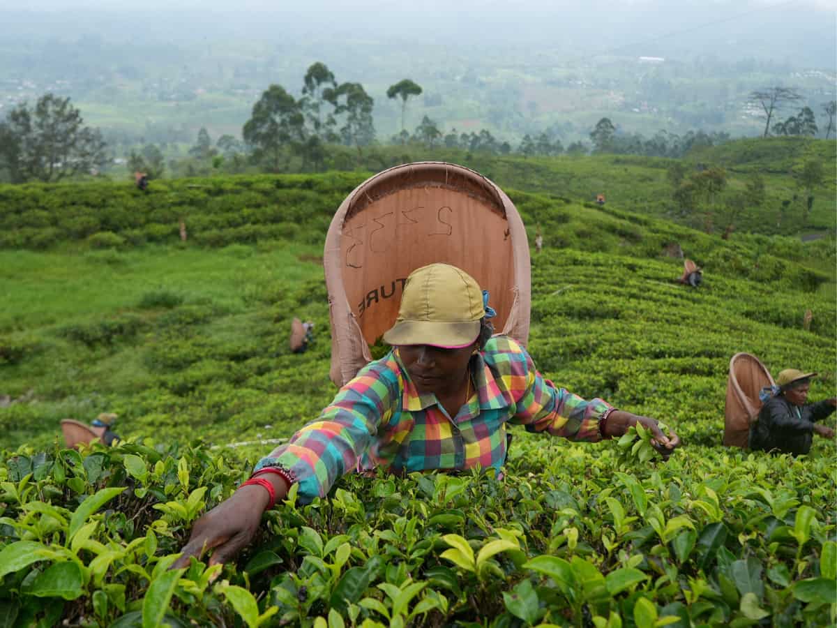 उत्तरी बंगाल के चाय बागानों छा रहा संकट, घटती उत्पादकता और कम दाम मिलने से लगातार बढ़ रही मुश्किलें