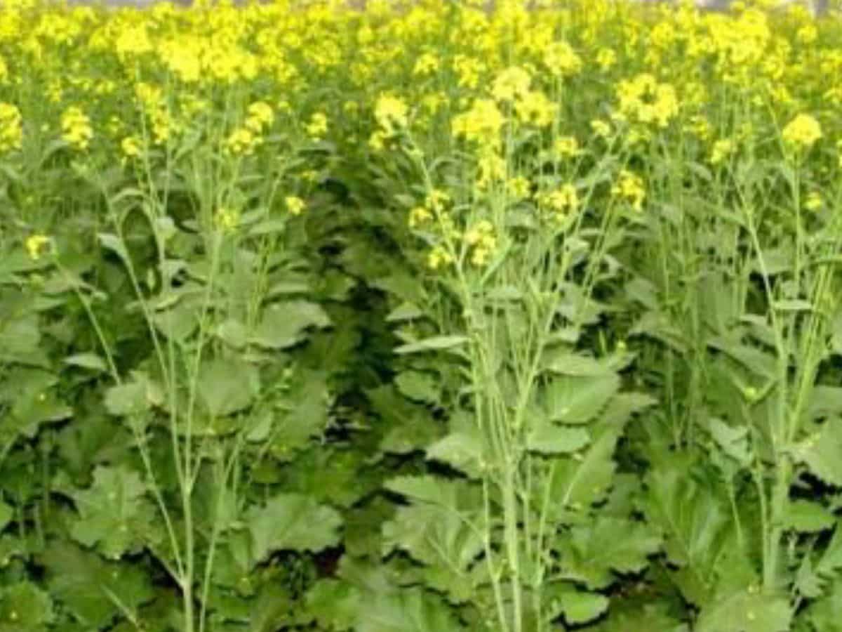 Agri Business Idea: ये है कमाई कराने वाली खेती, कम समय में कमा सकते है बंपर मुनाफा