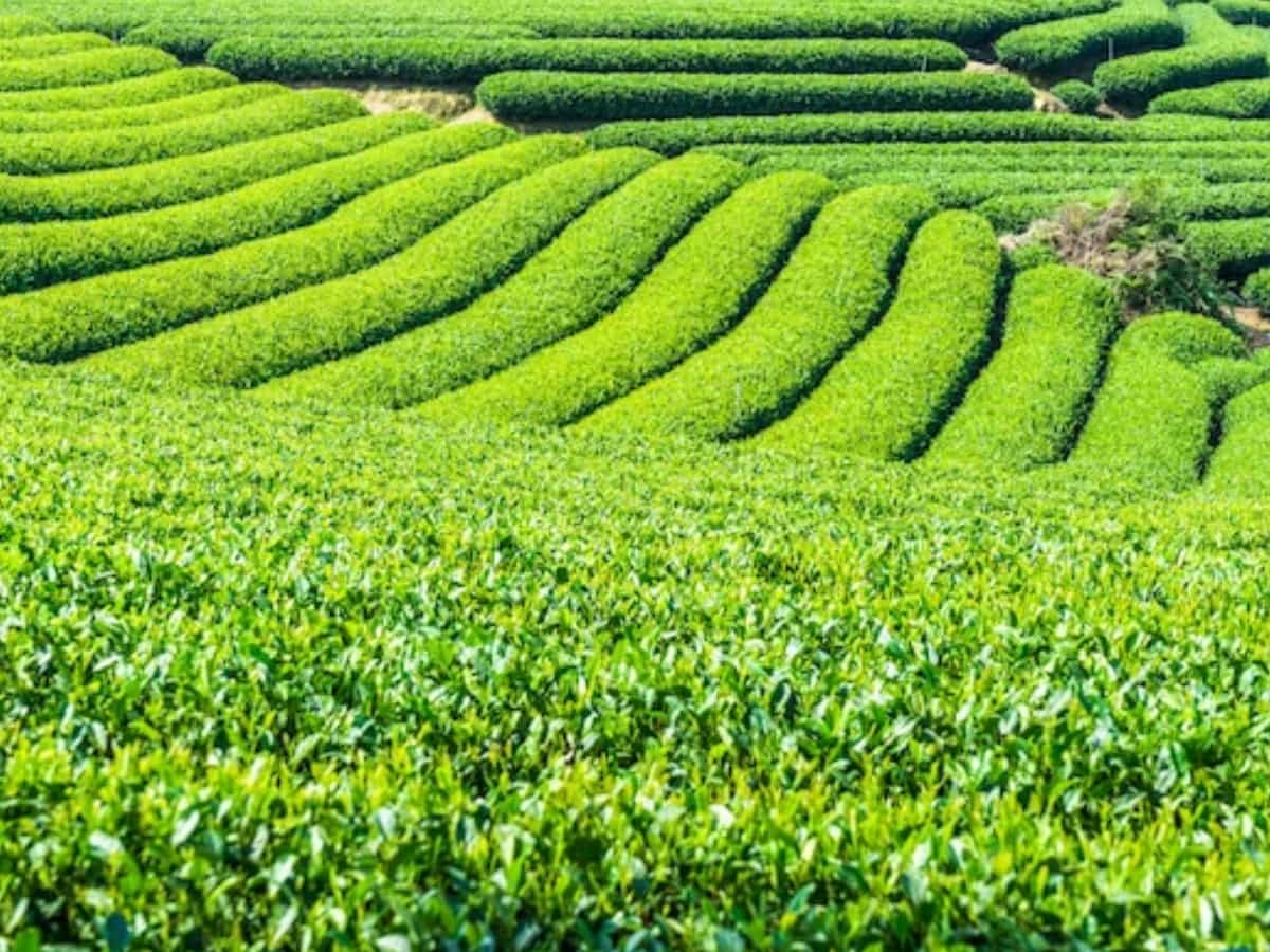 Sarkari Yojana: चाय की खेती करने वाले किसानों को 90% तक सब्सिडी दे रही सरकार, जानिए आवेदन का तरीका