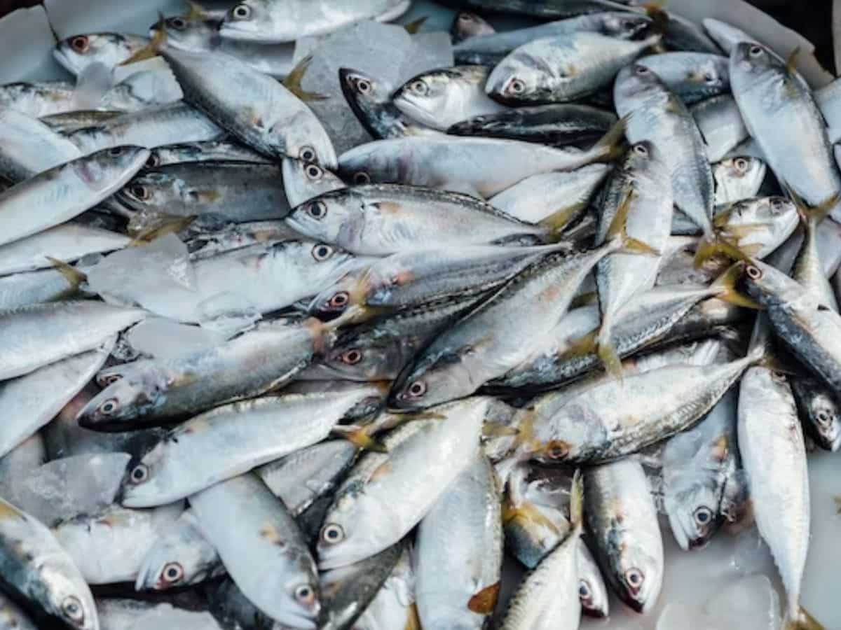 Inland Fisheries में उत्तर प्रदेश ने मारी बाजी, इस साल 9.15 लाख मीट्रिक टन मछली उत्पादन