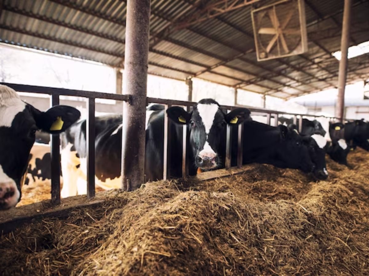 अपने दुधारू पशुओं को खिलाएं मिनरल्स से भरपूर ये आहार, बाल्टी भरकर देगी दूध, होगा मोटा मुनाफा