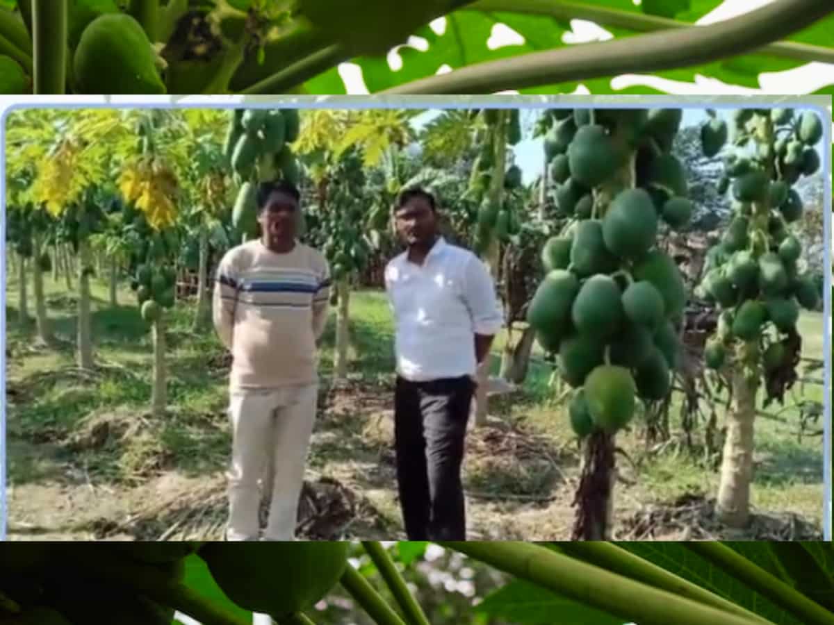 Success Story: बिहार के युवा किसान का कमाल, इस फल की खेती से कमा रहा लाखों का मुनाफा, जानिए सफलता की कहानी