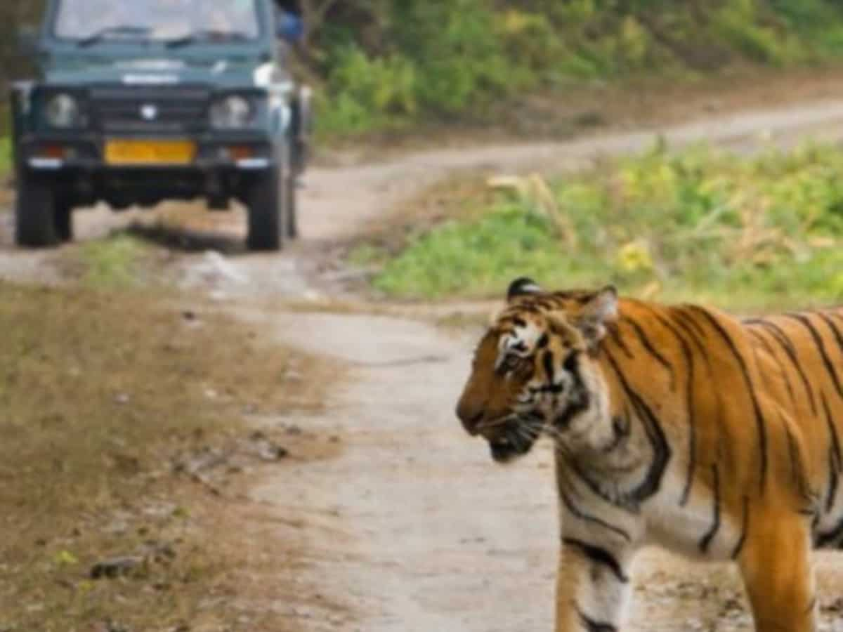 Jim Corbett National ParK: नए साल पर करें जिम कॉर्बेट नेशनल पार्क घूमने का प्लान, जानें बजट से लेकर ठहरने की बेस्ट जगह