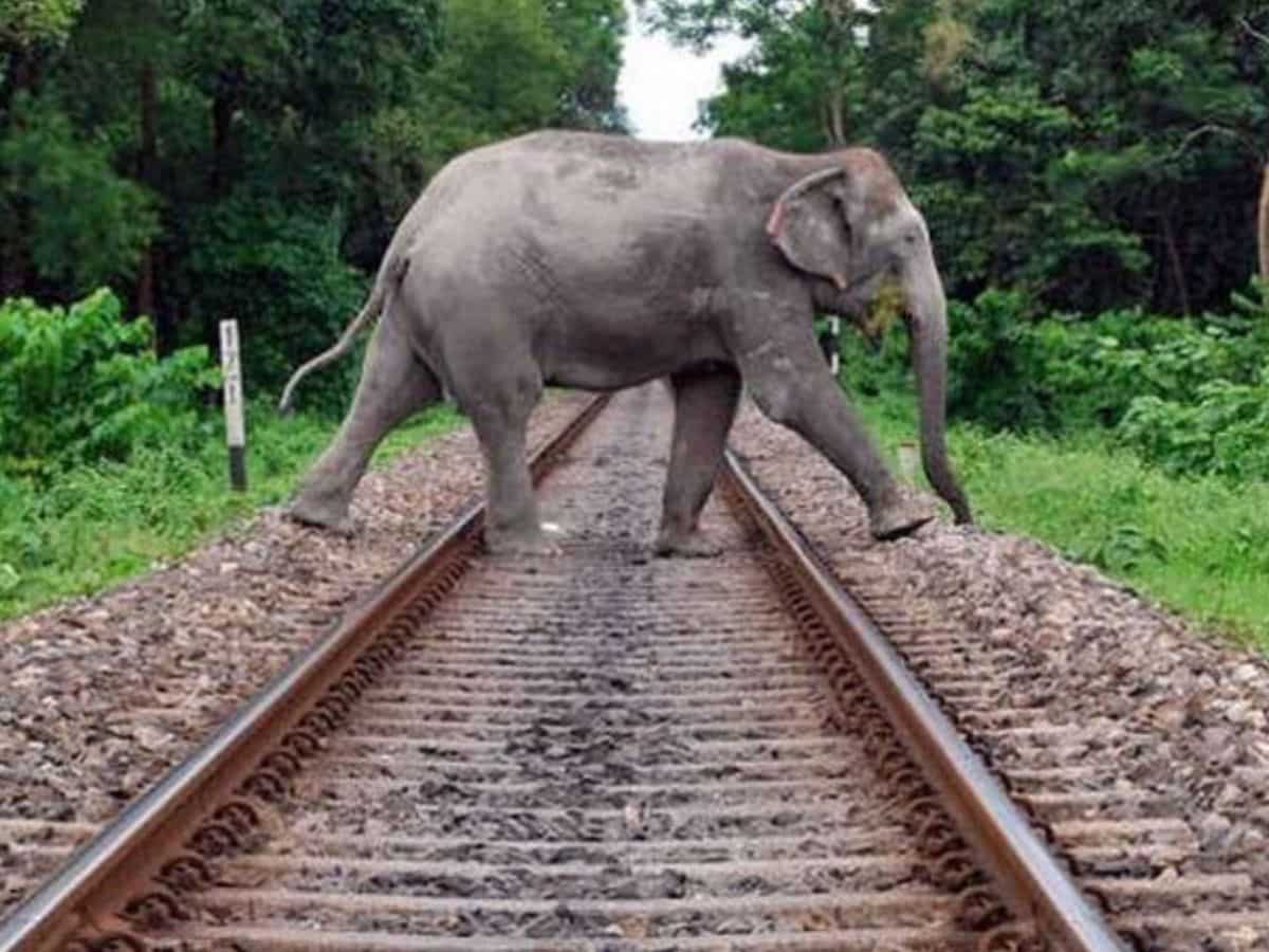 ट्रेन से टकराकर नहीं जाएगी हाथियों की जान, रेलवे का 'गजराज' एक्सीडेंट के पहले करेगा सावधान