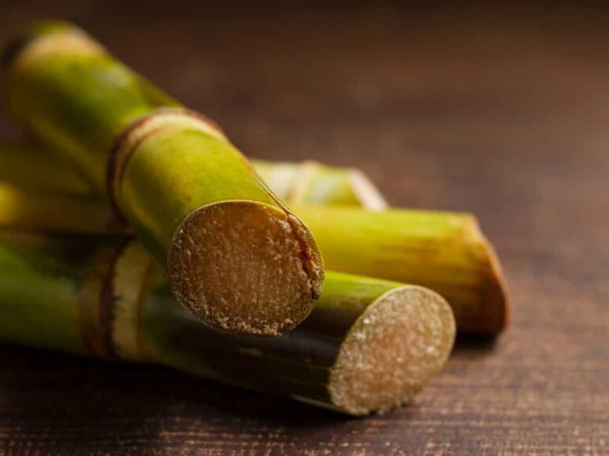 Sugarcane Price Hike: पंजाब सरकार ने गन्ने की कीमत में 11 रुपये प्रति क्विंटल की बढ़ोतरी की, किसानों ने बताया विश्वासघात