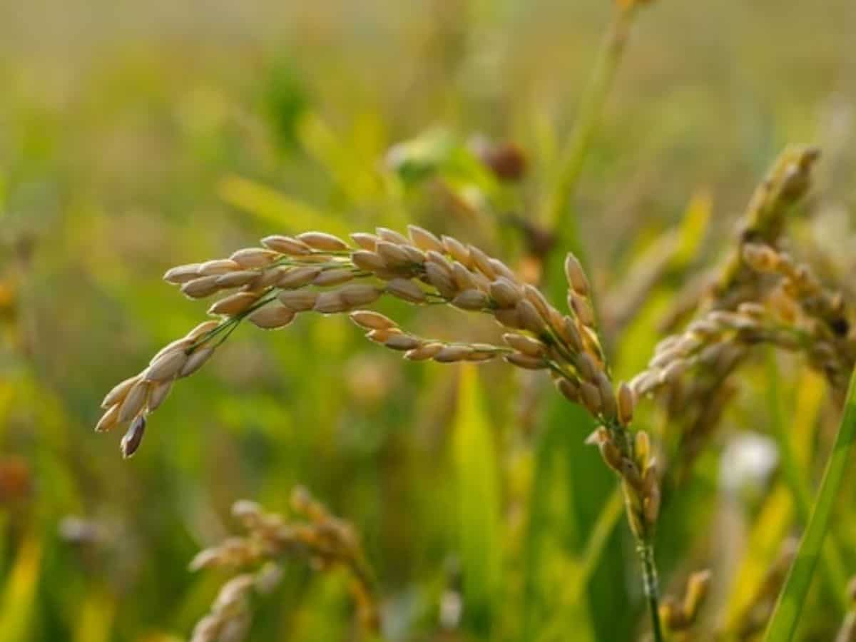 Paddy Crop: बाढ़ के बावजूद पंजाब में धान की बंपर पैदावार की उम्मीद, इतना लाख टन हो सकता है उत्पादन