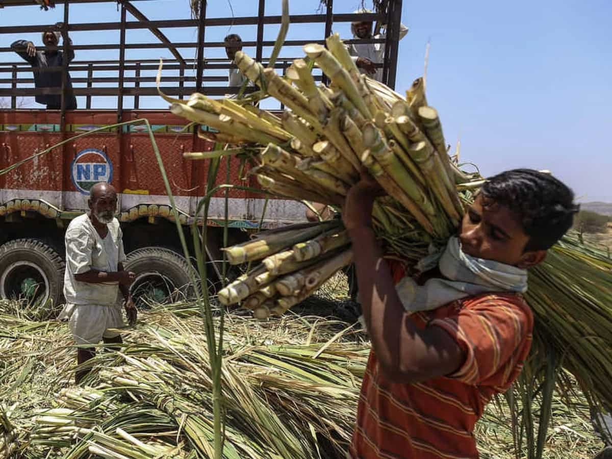 सरकार का बड़ा फैसला! गन्‍ने के जूस से इथेनॉल बनाने पर तत्‍काल प्रभाव से रोक, शुगर स्‍टॉक्‍स लुढ़के