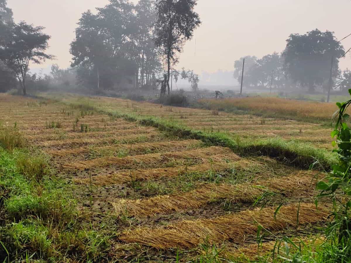 झारखंड सरकार का बड़ा फैसला, किसानों को धान पर MSP से 117 रुपये ज्यादा मिलेंगे