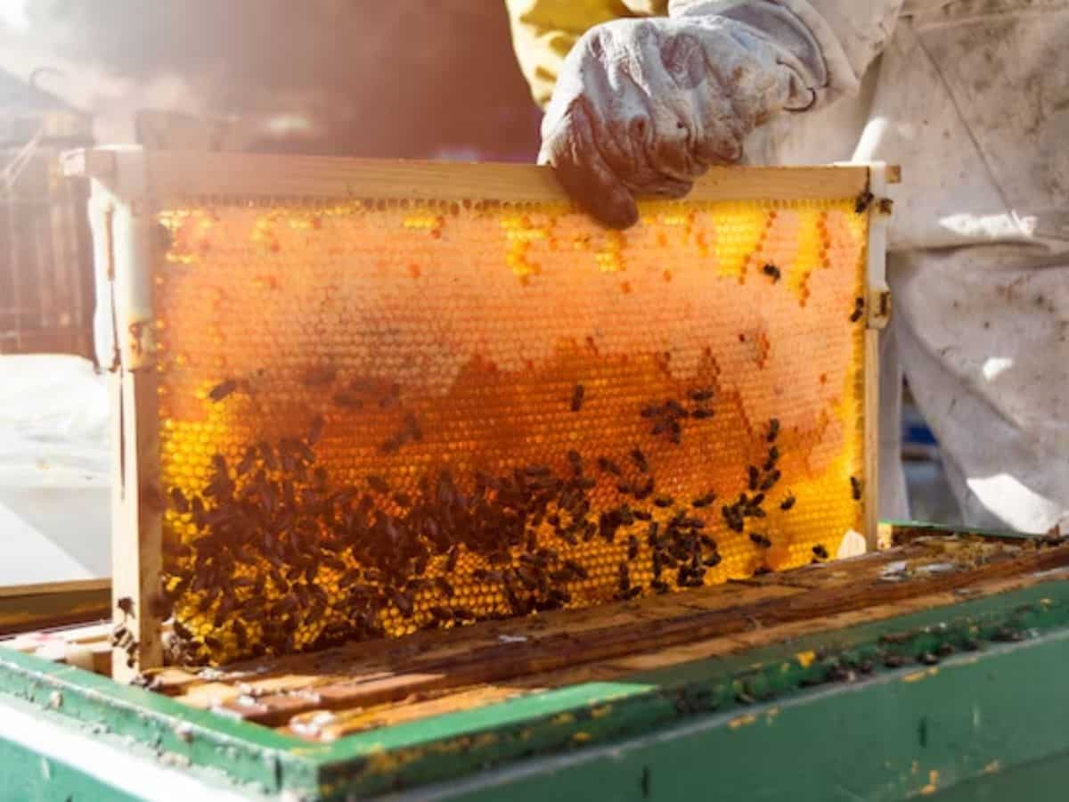 Sarkari Yojana: तगड़ी कमाई के लिए करें मधुमक्खी पालन, कमाएं लाखों का मुनाफा, सरकार दे रही 90% की बंपर सब्सिडी