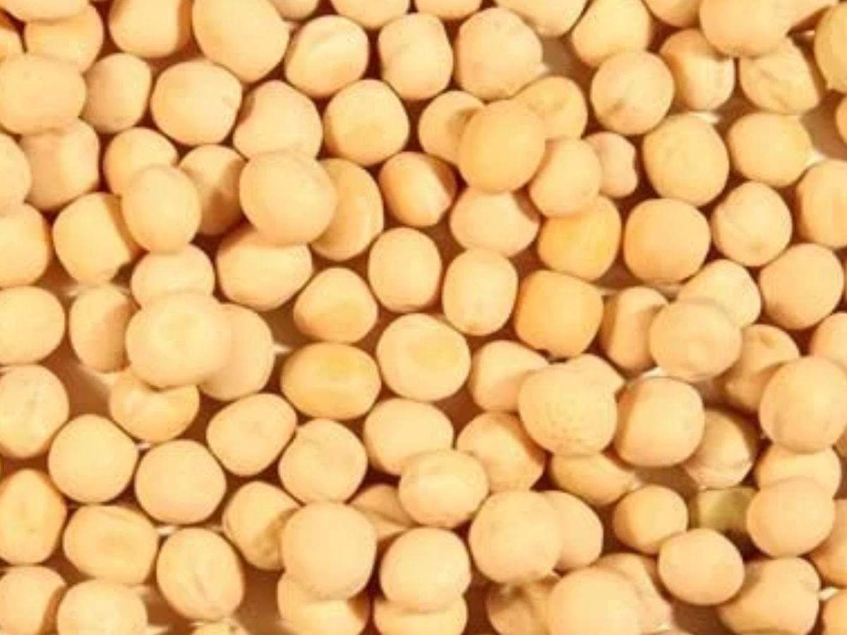 सरकार का बड़ा फैसला, मार्च 2024 तक पीली मटर के आयात को इम्पोर्ट मॉनिटरिंग सिस्टम के तहत रजिस्टर करना अनिवार्य