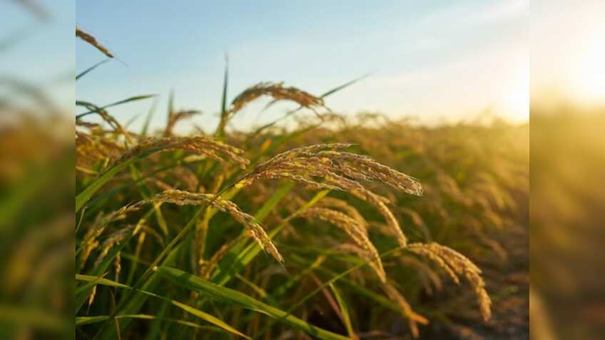 कृषि वैज्ञानिकों ने विकसित की धान की नई वेरायटी, पराली जलाने की समस्या को करेगा कम, मिलेगी बंपर पैदावार