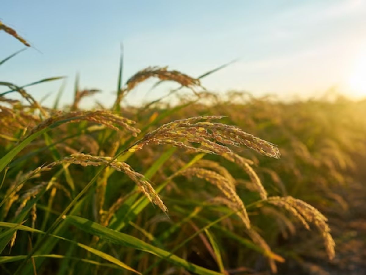 कृषि वैज्ञानिकों ने विकसित की धान की नई वेरायटी, पराली जलाने की समस्या को करेगा कम, मिलेगी बंपर पैदावार