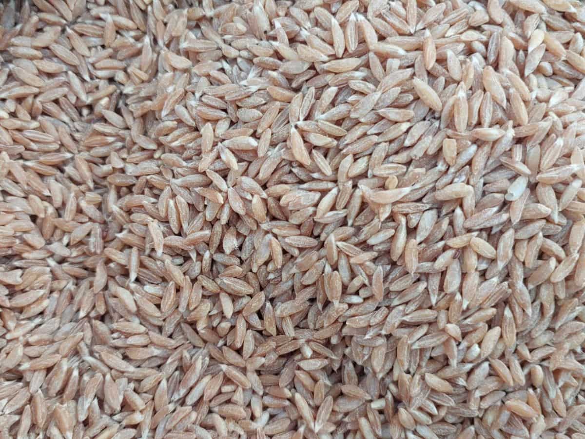 औषधीय गुणों से भरपूर है गेहूं की ये किस्म, ₹150 किलो बिकता है इसका आटा, खेती से होगी तगड़ी कमाई