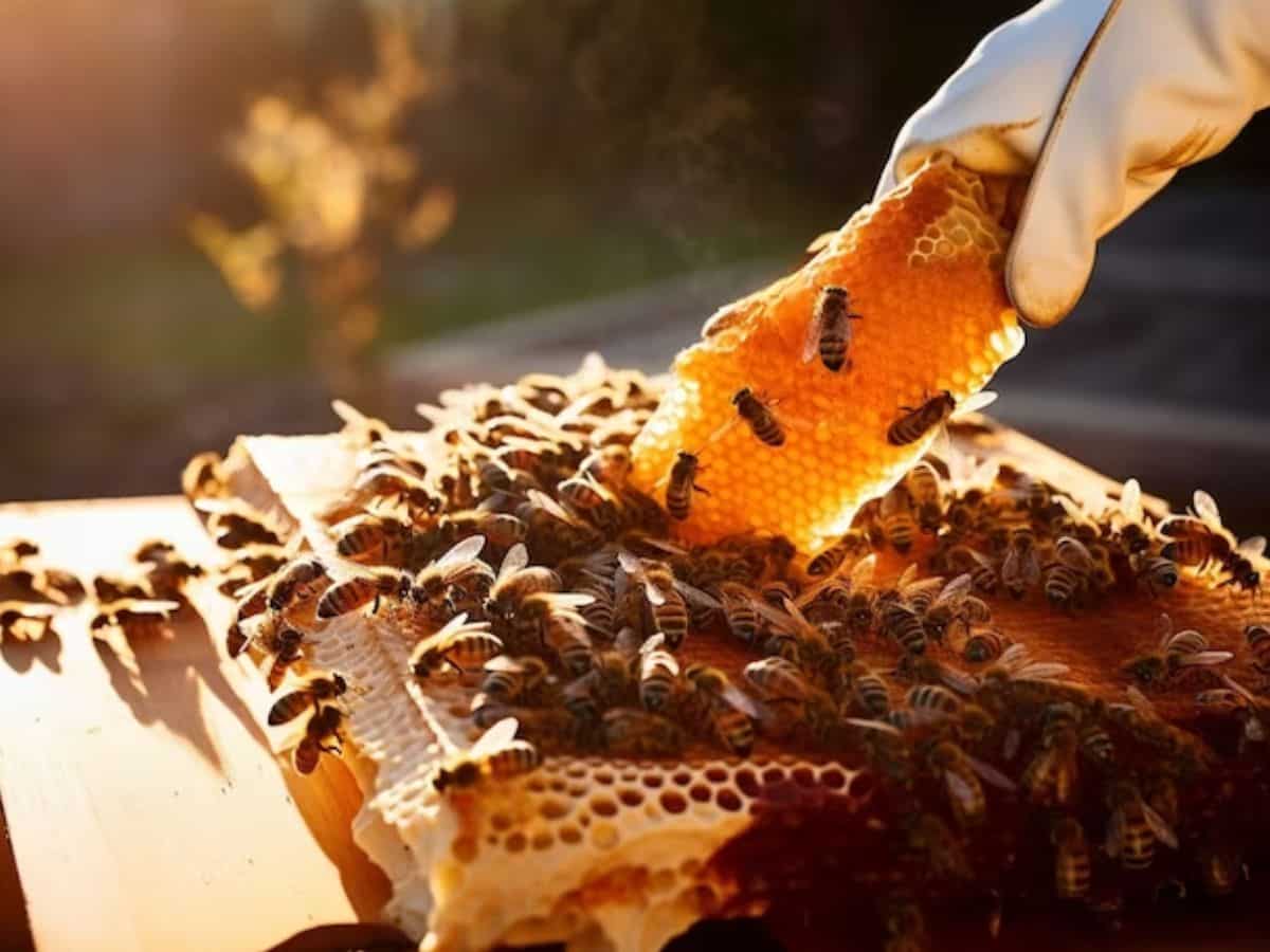 Business Idea: मधुमक्खी पालन शुरू करने का बढ़िया मौका, सरकार दे रही 90% तक सब्सिडी, आवेदन आज से शुरू