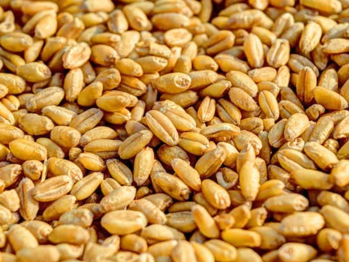 Wheat Price: 25 ई-नीलामी में OMSS के तहत 48 लाख टन से अधिक गेहूं बिका, चावल की हुई इतनी बिक्री