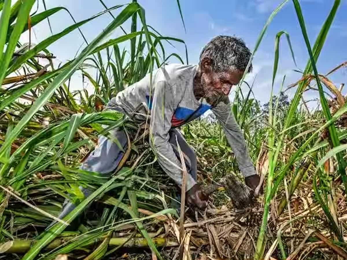 चीनी मिलों के लिए राहत भरी खबर, गन्ने के रस, शीरे से एथनॉल बनाने की दी मंजूरी, लेकिन तय की इतनी सीमा