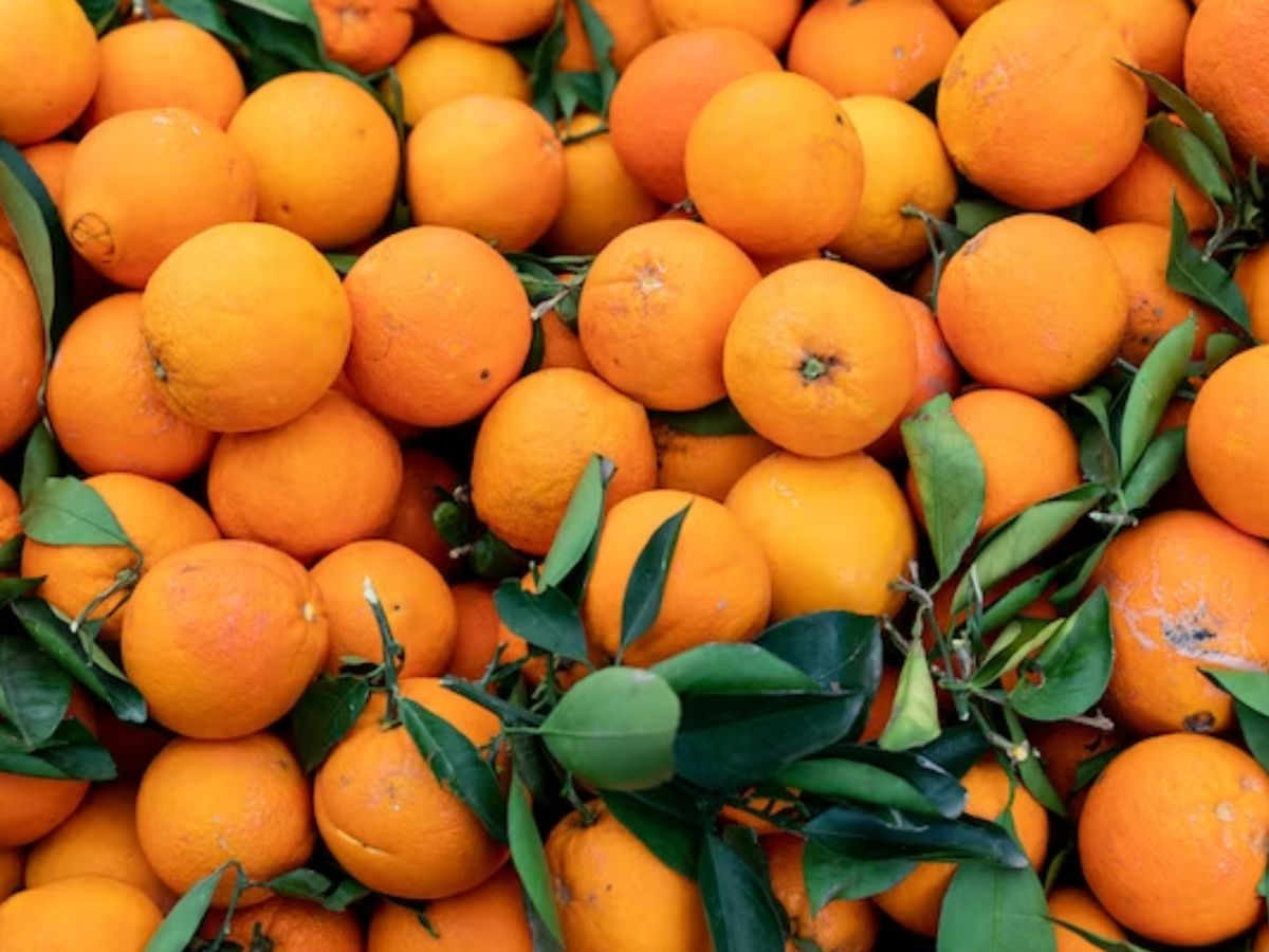 Kinnow Farming: पंजाब में किन्नू की बंपर फसल की वजह से घटे दाम, लागत भी नहीं निकाल पा रहे हैं किसान