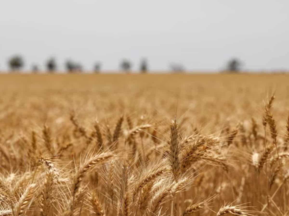 बाजार में 8 हजार रुपये क्विंटल बिकता है यह गेहूं, इसकी खेती किसानों को बना देगी मालामाल