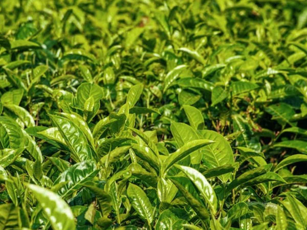 Sarkari Yojana: यहां चाय की खेती करने पर सरकार देगी 50% सब्सिडी, ऐसे आवेदन करें किसान