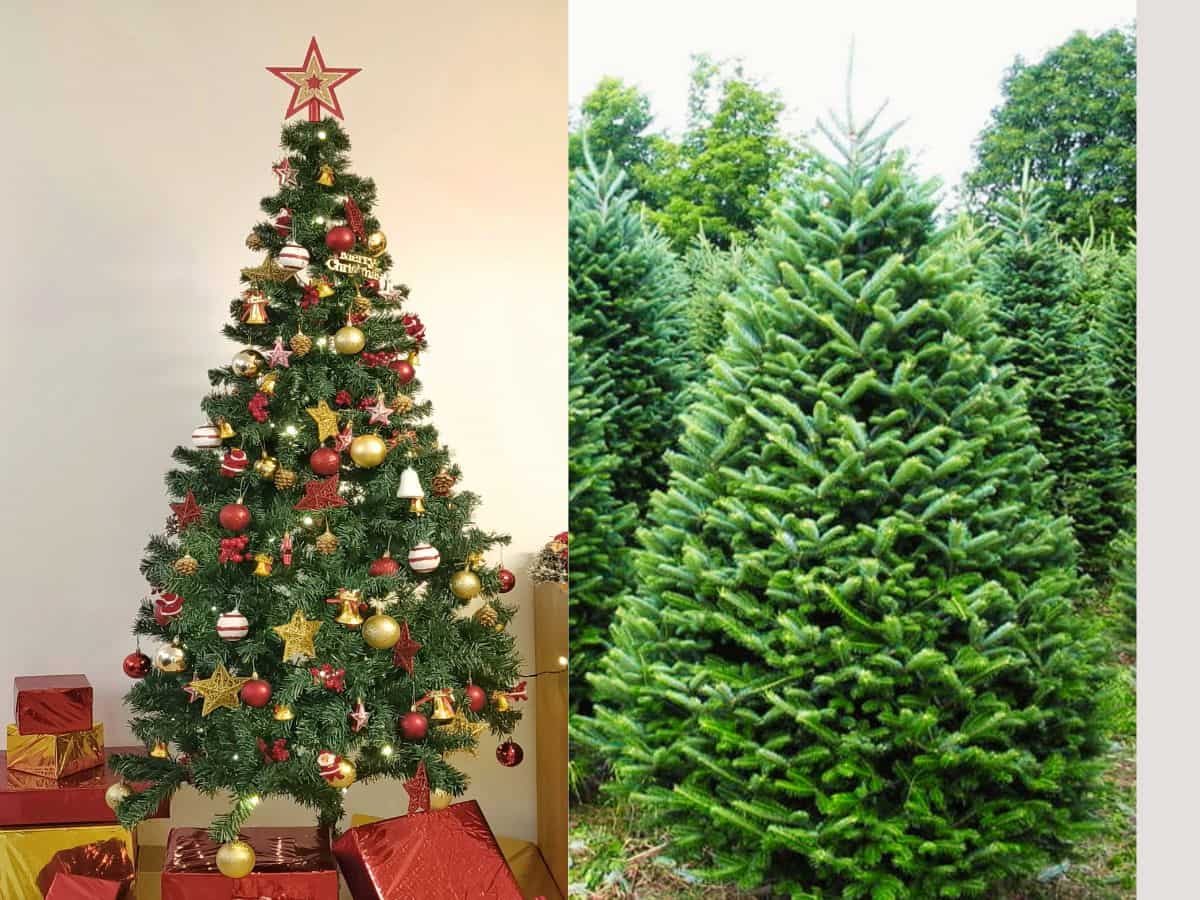 Christmas 2023: सजावटी क्रिसमस ट्री तो बहुत देखे होंगे आपने, क्‍या असली Christmas Tree को पहचानते हैं आप?