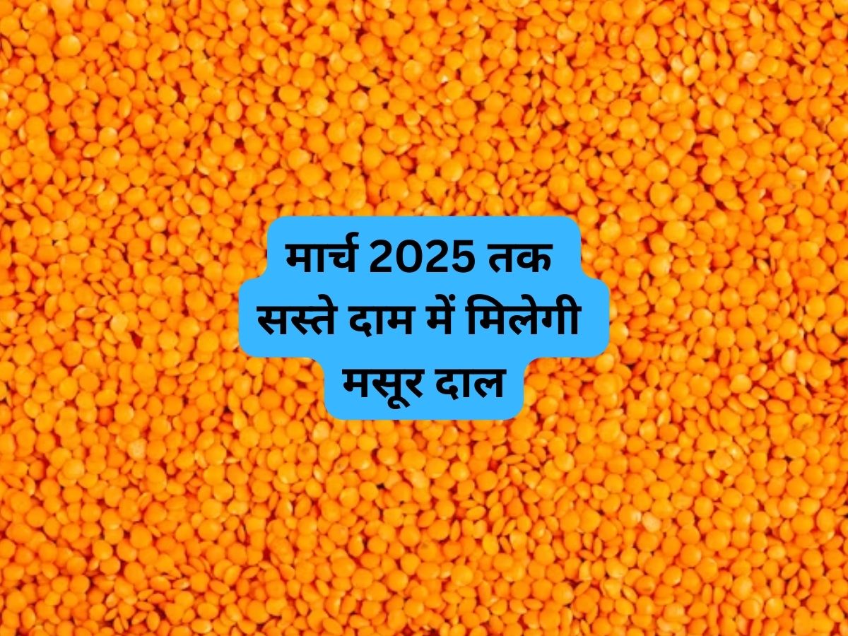 Masoor Dal Price: आम आदमी की थाली से गायब नहीं होगी मसूर दाल, मोदी सरकार ने उठाया बड़ा कदम