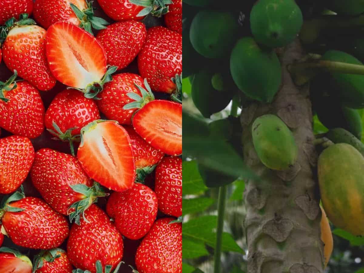 Subsidy News: स्ट्रॉबेरी, ड्रैगन फ्रूट और पपीते की खेती पर मिल रही सब्सिडी, ऐसे करें आवेदन