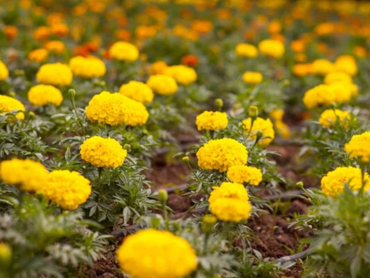 इस फूल की खेती से किसान की जिंदगी में आई खुशहाली, बढ़ गई कमाई, सरकार देती है 75% सब्सिडी