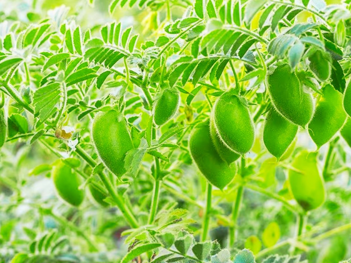 Gram Farming: चने की रिकॉर्ड पैदावार के लिए ये काम जरूर करें किसान, मिलेगा बंपर मुनाफा