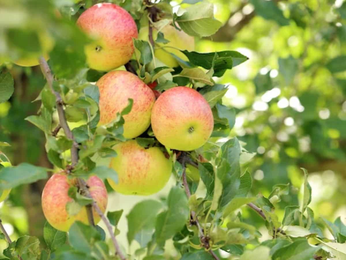 हिमाचल सरकार ने किसानों को दिया नए साल का तोहफा, सेब उत्पादकों को होगा फायदा ही फायदा