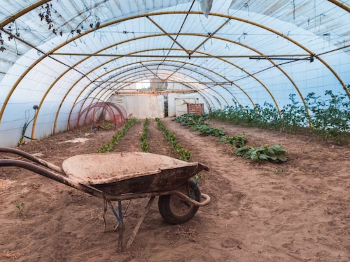 Farming Technique: नए साल में किसान जान लें खेती की ये तकनीक, बढ़ जाएगी कमाई, जानिए कैसे मिलेगा इसका फायदा