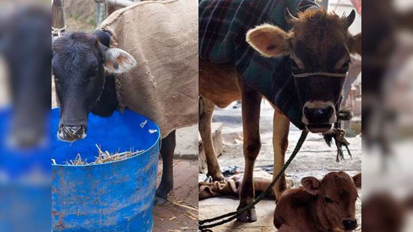 Animal Care Tips: शीतलहर में पशुओं की ऐसे करें देखभाल, नहीं होंगे बीमार, जानिए क्या करें, क्या न करें