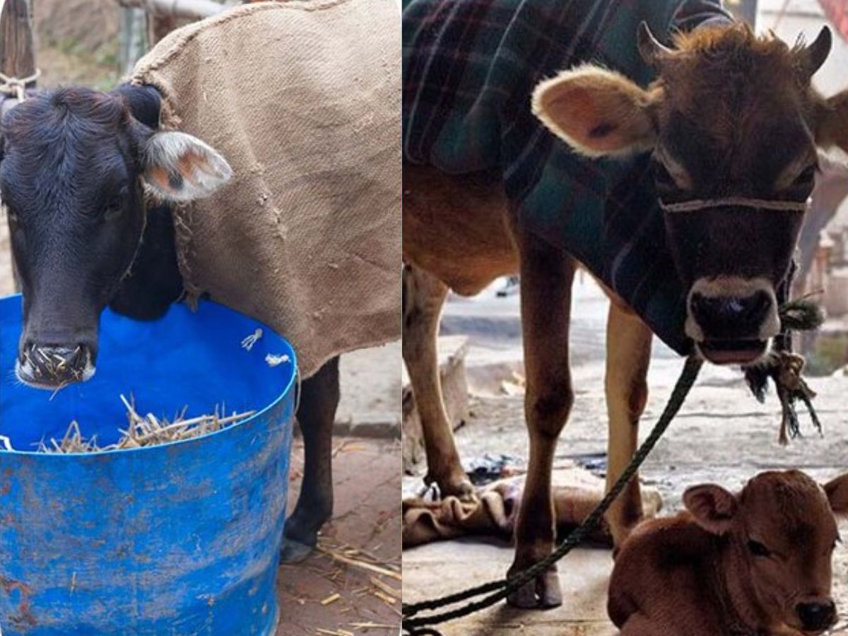 Animal Care Tips: शीतलहर में पशुओं की ऐसे करें देखभाल, नहीं होंगे बीमार, जानिए क्या करें, क्या न करें