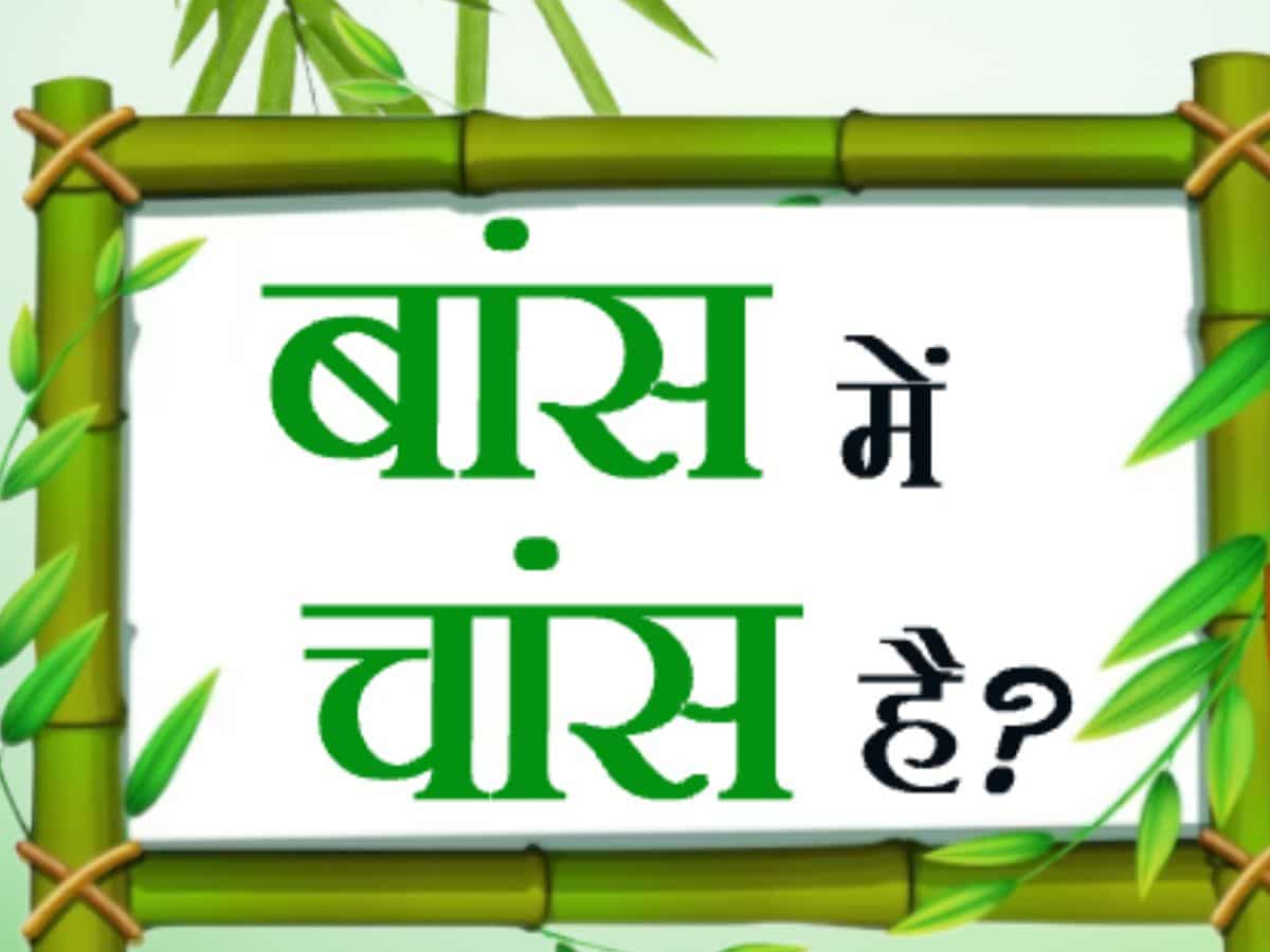Bamboo Cultivation: बांस की खेती करें और लाखों कमाएं, सरकार देगी प्रति हेक्टेयर 7 लाख रुपये इन्सेंटिव