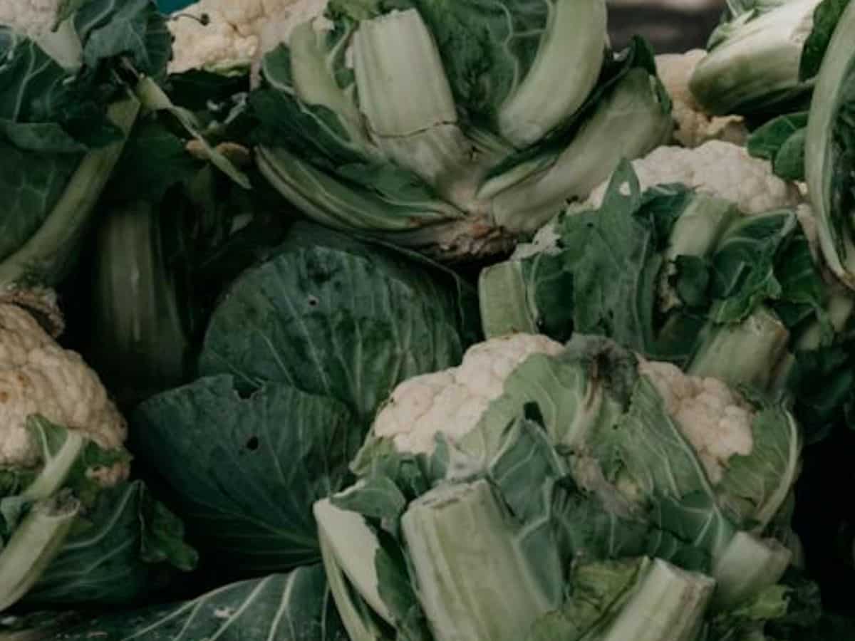 Cauliflower Farming Tips: गोभी में लगते हैं ये कीट और रोग, जानिए रोकथाम का तरीका
