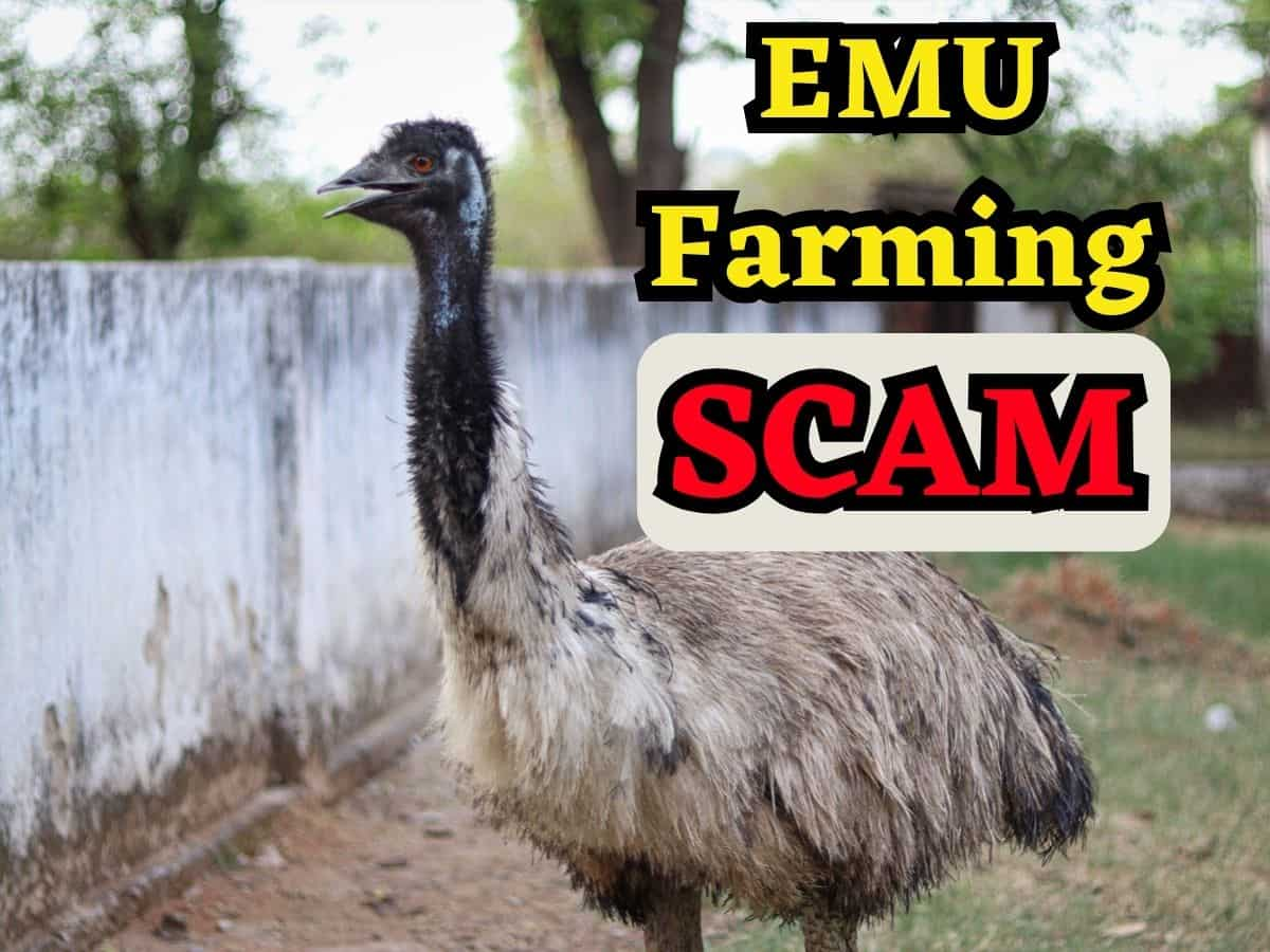 EMU Farming Scam: इस पक्षी के दम पर लखपति बनना चाहते थे लोग, हजारों लोगों को लगा करोड़ों का चूना