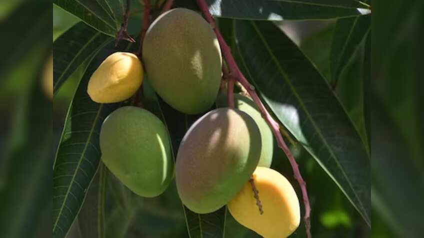 Fruit Export: भारत ने अमेरिका को दिया ये सुझाव, फल, मसाला निर्यातकों को होगा फायदा