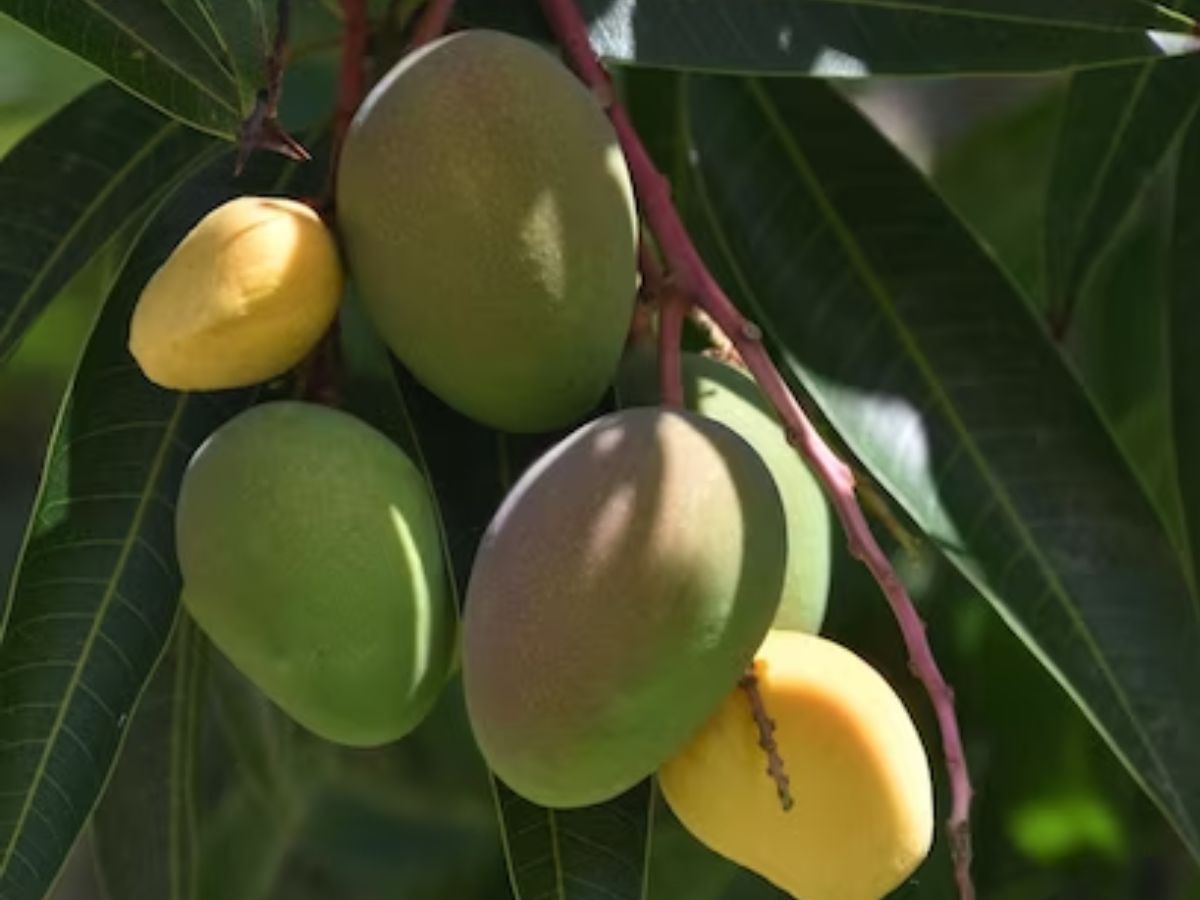 Fruit Export: भारत ने अमेरिका को दिया ये सुझाव, फल, मसाला निर्यातकों को होगा फायदा