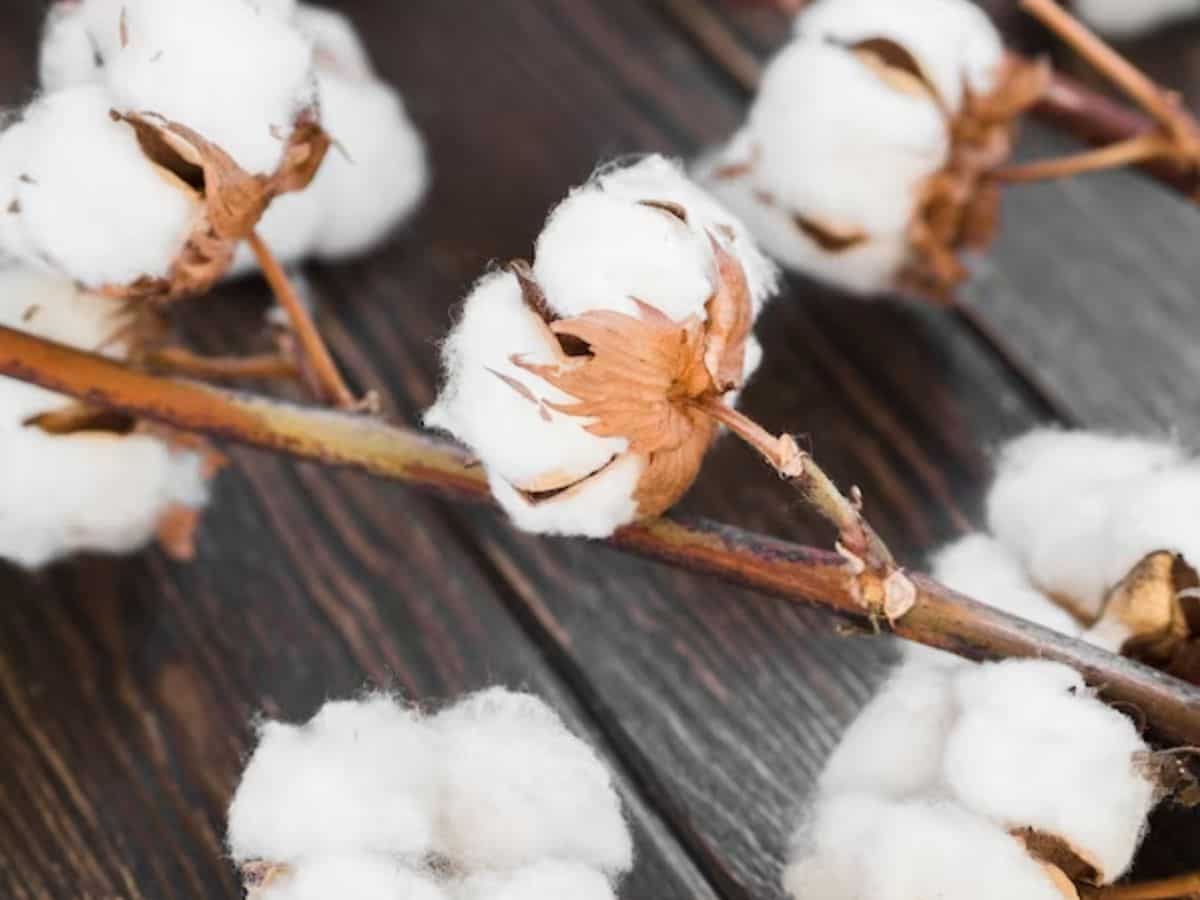 Cotton Crop: कपास को गुलाबी सुंडी से बचाने के लिए सरकार ने बनाया खास प्लान, किसानों को बताए नियंत्रण के उपाय
