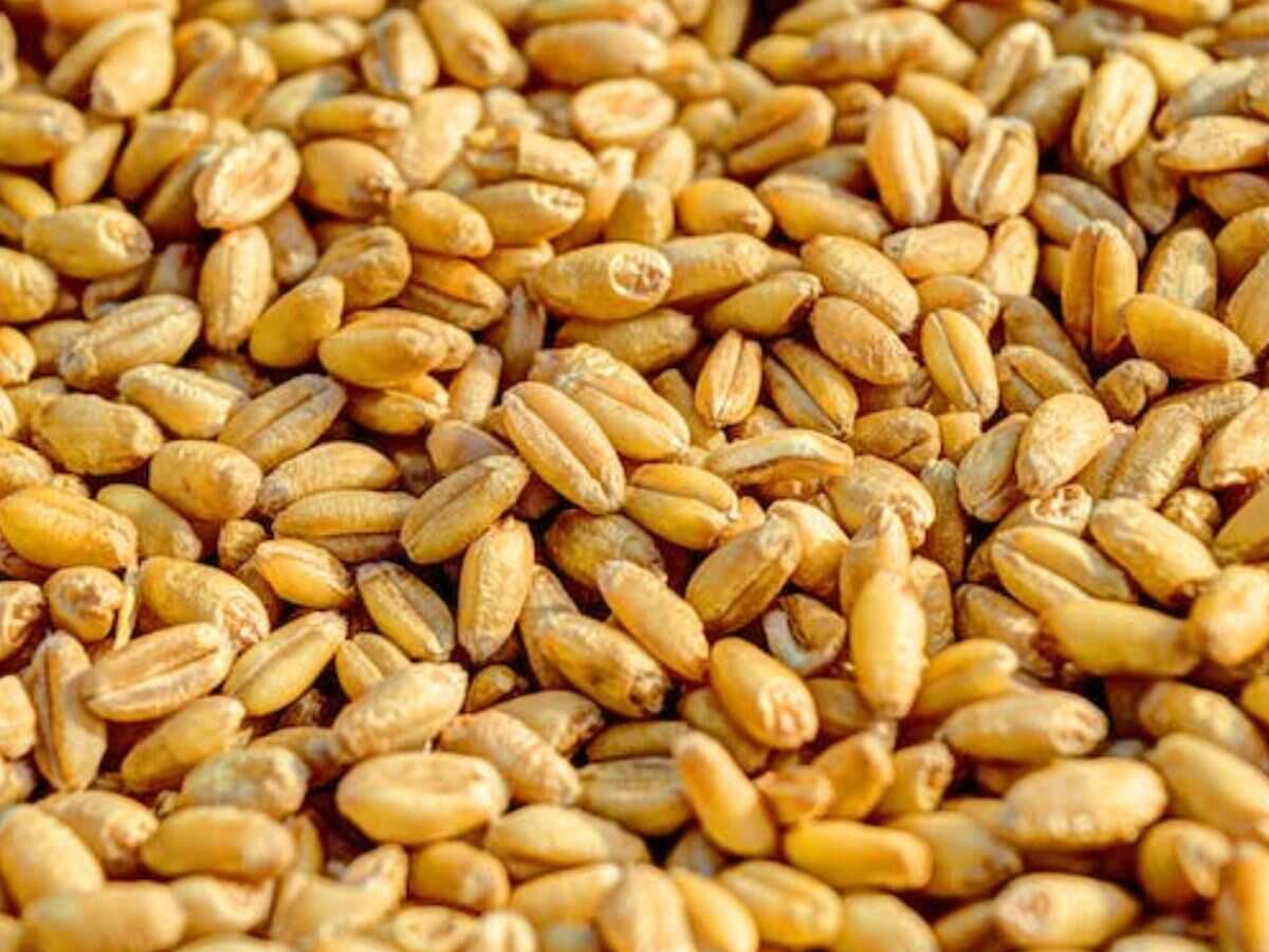 Rabi Season: गेहूं का रकबा 340 लाख हेक्टेयर के पार, दलहन का रकबा घटा, जानिए मोटे अनाज का हाल