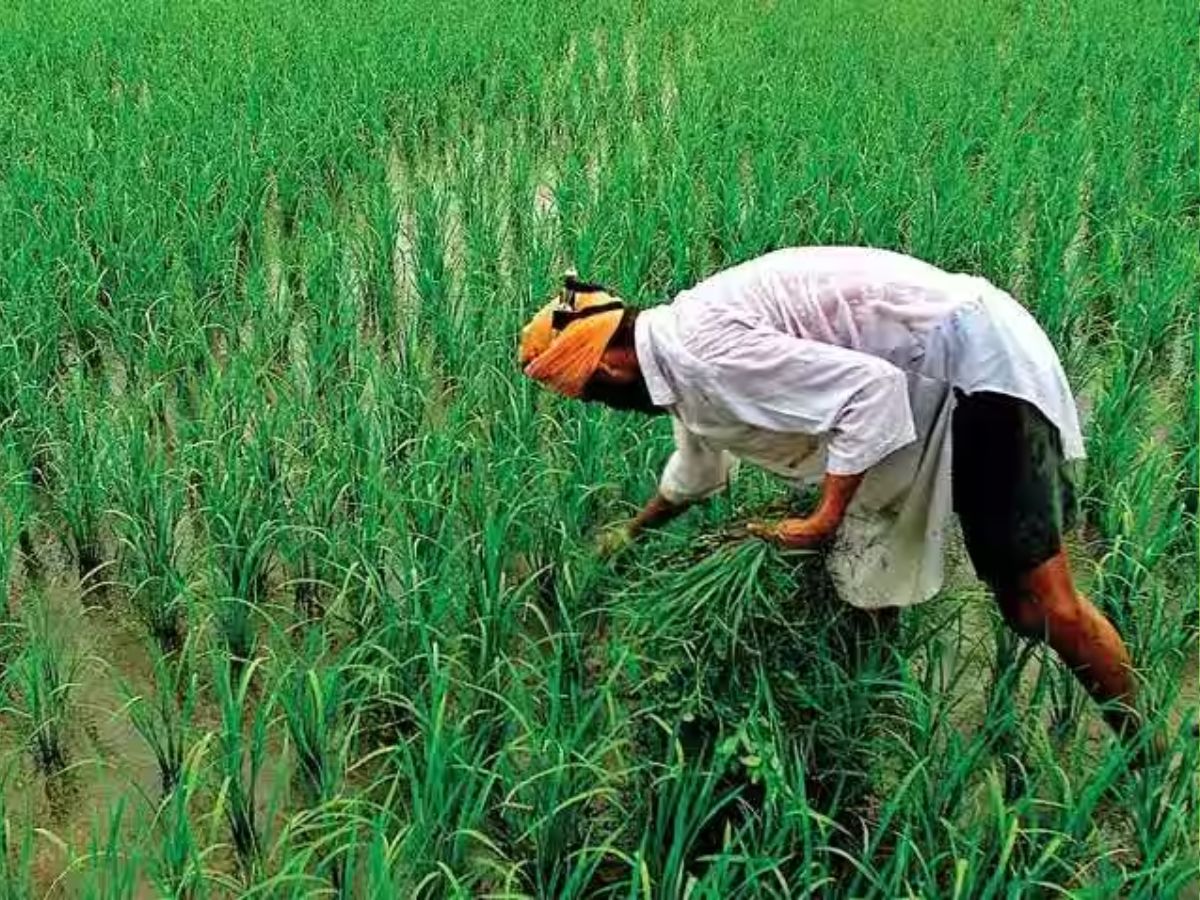 PM Kisan पर आया बड़ा अपडेट, 31 जनवरी तक करा लें ये काम, वरना नहीं मिलेंगे 16वीं किस्त के ₹2000