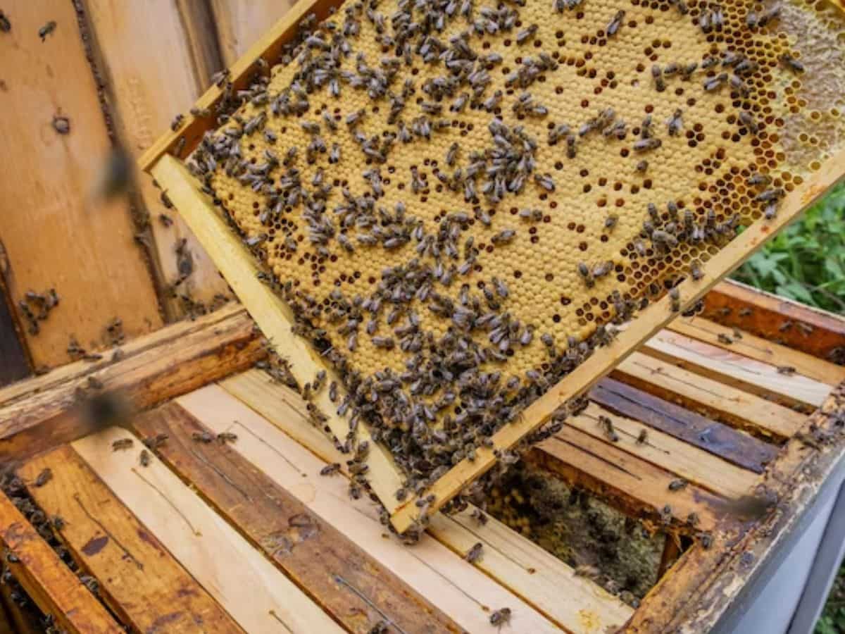 Beekeeping: मधुमक्खी पालन बढ़ाएगी कमाई, सरकार किसानों को देगी 1500 मधुमक्खी बॉक्स, जानिए पूरी डीटेल