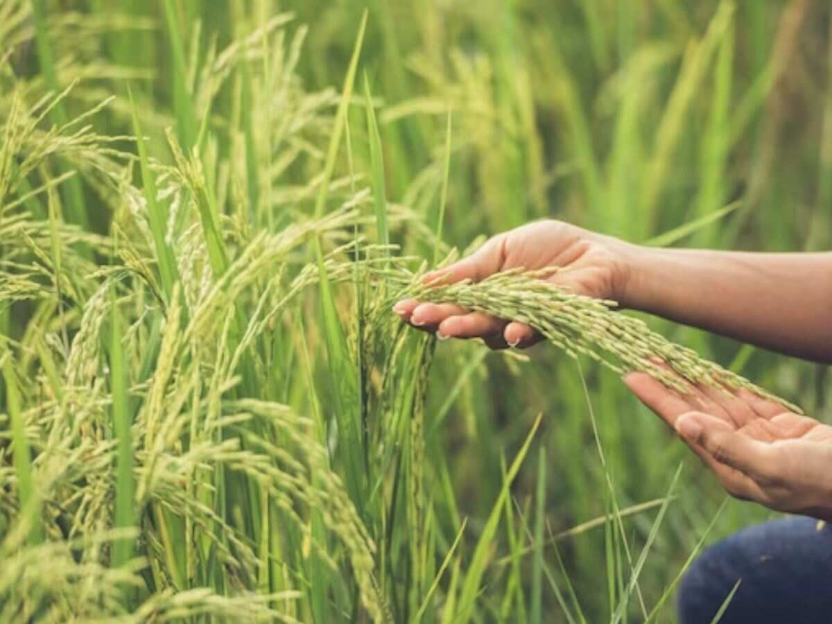 PMFBY: 87 हजार किसानों के लिए अच्छी खबर, फसल बीमा पॉलिसी देगी सरकार, फटाफट मिलेगा बीमा क्लेम