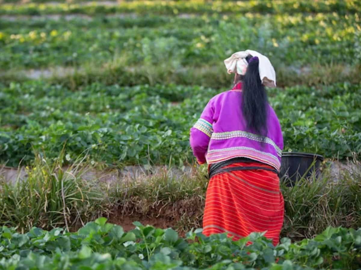 Crop Insurance प्रोडक्ट्स के लिए SARATHI पोर्टल पेश, शिकायतों के समाधान के लिए हेल्पलाइन शुरू
