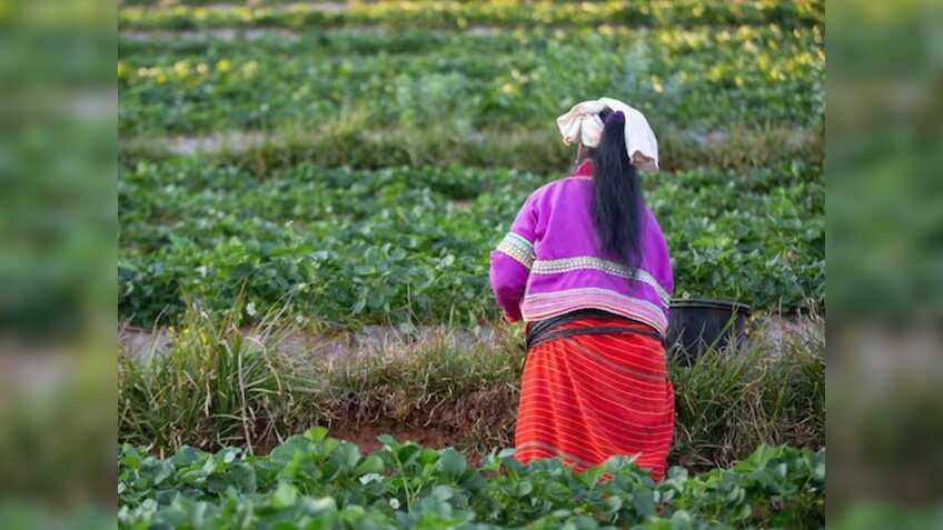 Crop Insurance प्रोडक्ट्स के लिए SARATHI पोर्टल पेश, शिकायतों के समाधान के लिए हेल्पलाइन शुरू