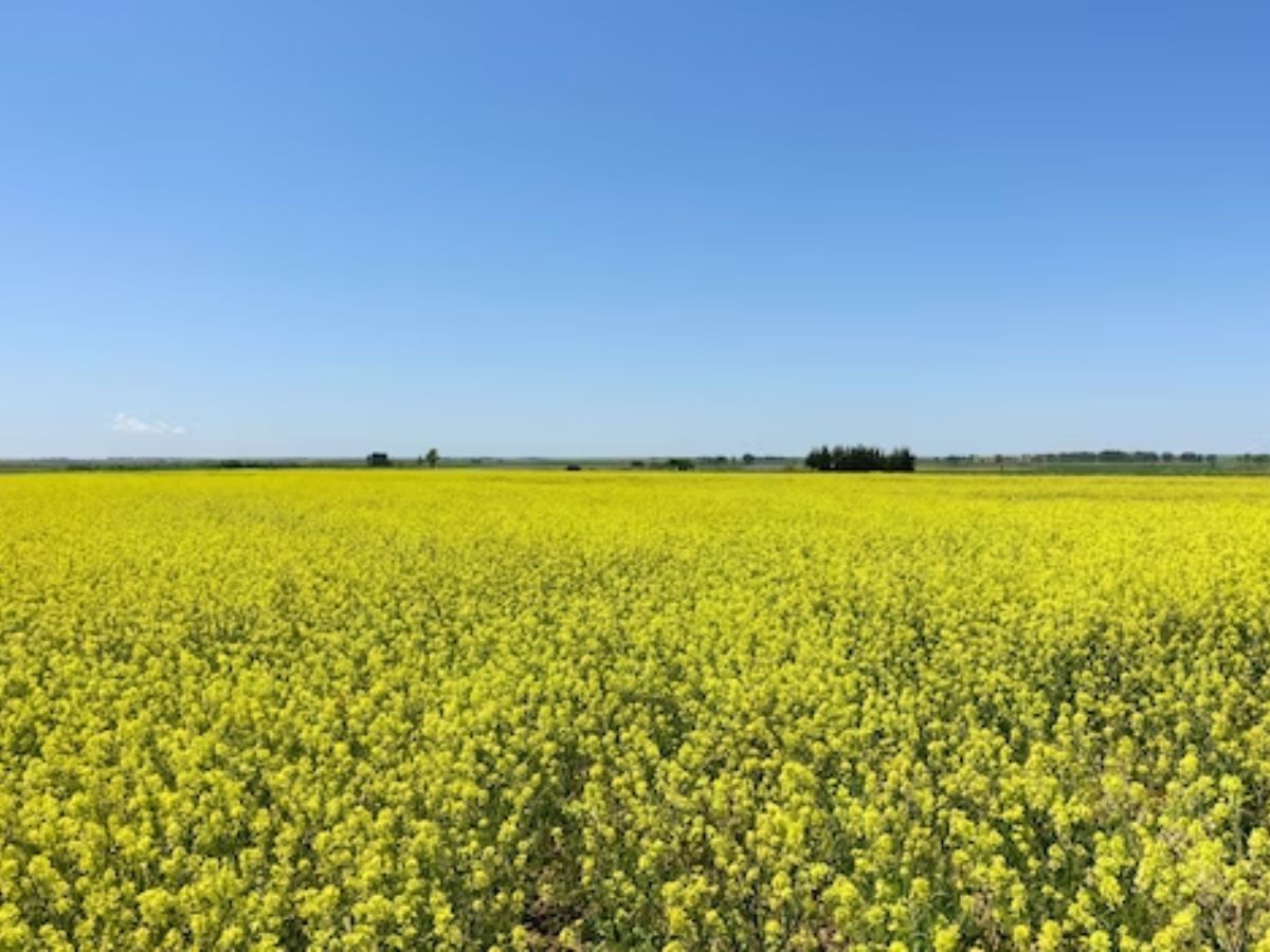 सरसों की खेती करने वाले किसान सावधान! समय पर करें इस रोग की रोकथाम, वरना हो सकता है भारी नुकसान